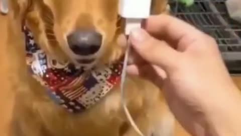 🤣Funny Dogs - Helpful Dogs - 🤣Funny Dog Videos 2022🤣 🐶 It's time to LAUGH with Dog's life -