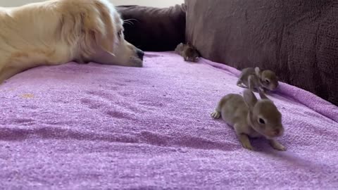 Golden Retriever and Baby Bunnies 10 days old [All 4 Bunnies Open Their Eyes]