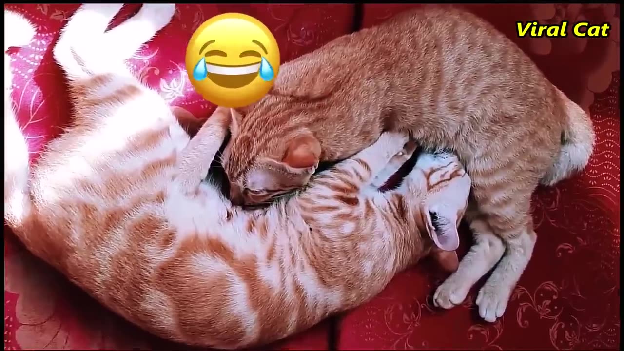 Very funny cat video! watch now!