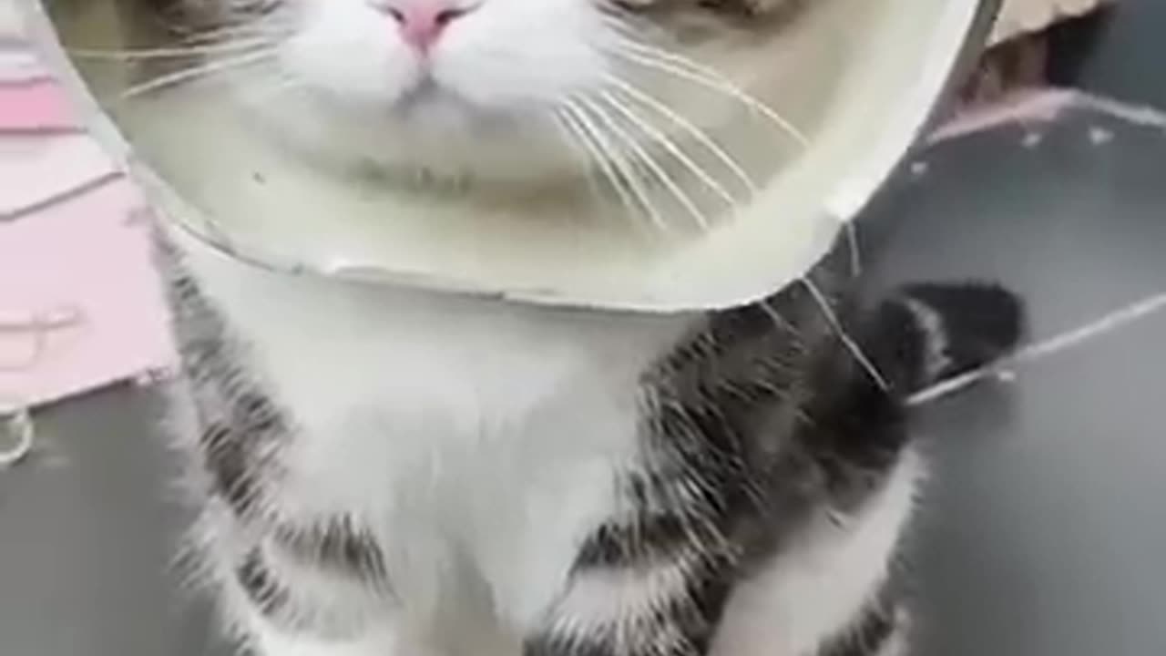 1 Minute of Cats Being Cats... _funnycats _catshorts _shorts(360P