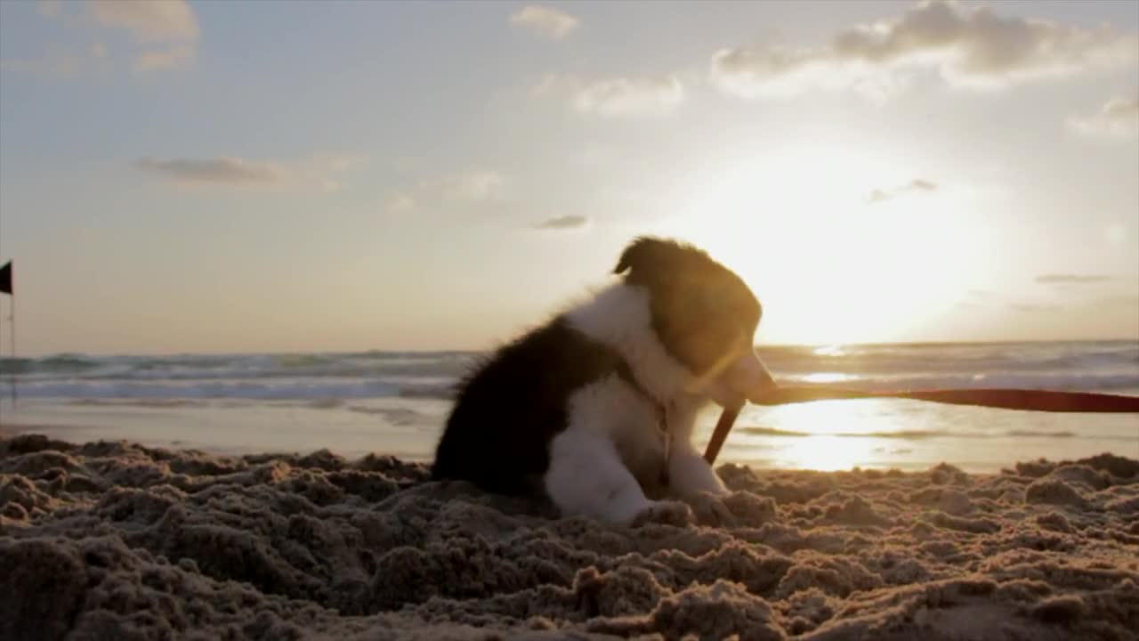 The happy dog on the seashore