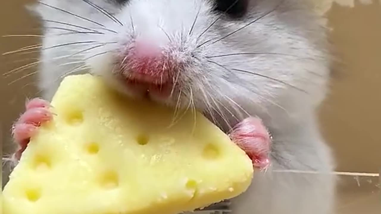 Micky mouse 🐁🐀 eating cockie her style