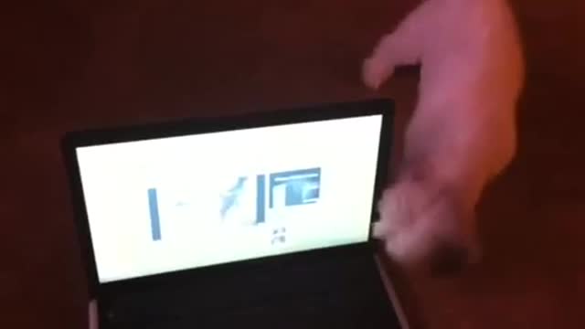 Dog reacts to hearing kitten on computer