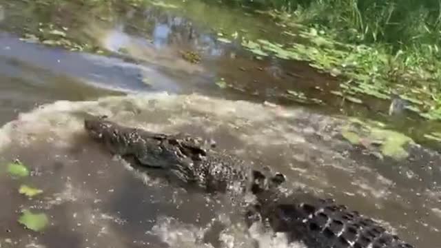 Our big wild croc going nuts