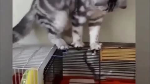 What animal is in the cage?