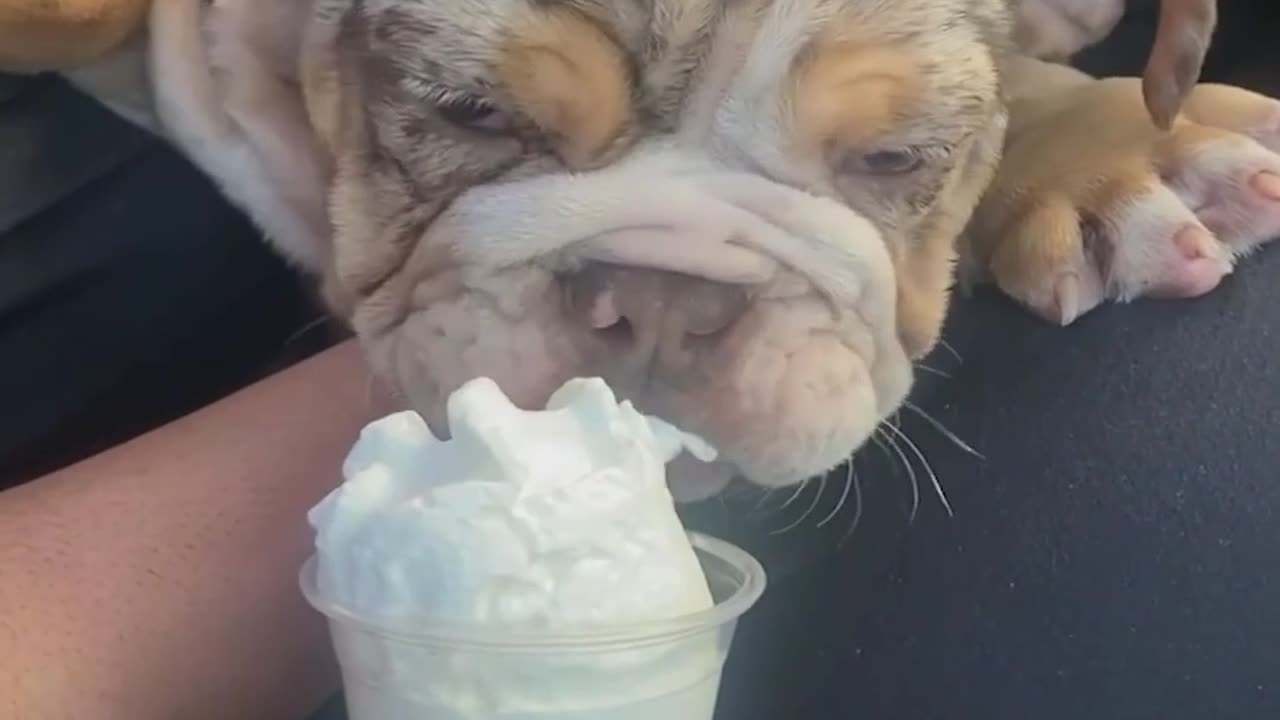 Enjoy something fun with your little pet dog.