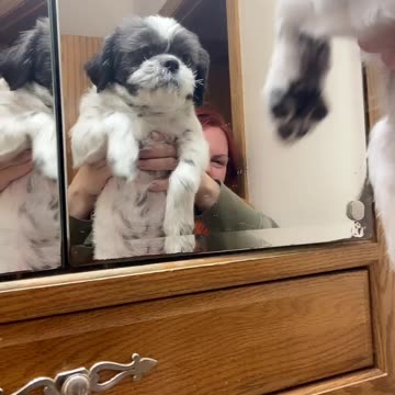 Does anyone else dog do this?