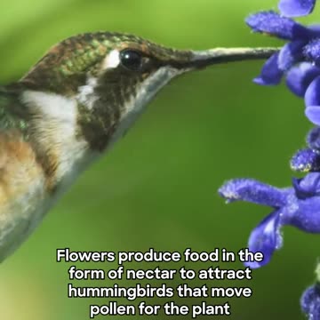 Hummingbird ! Joy Funny Factory
