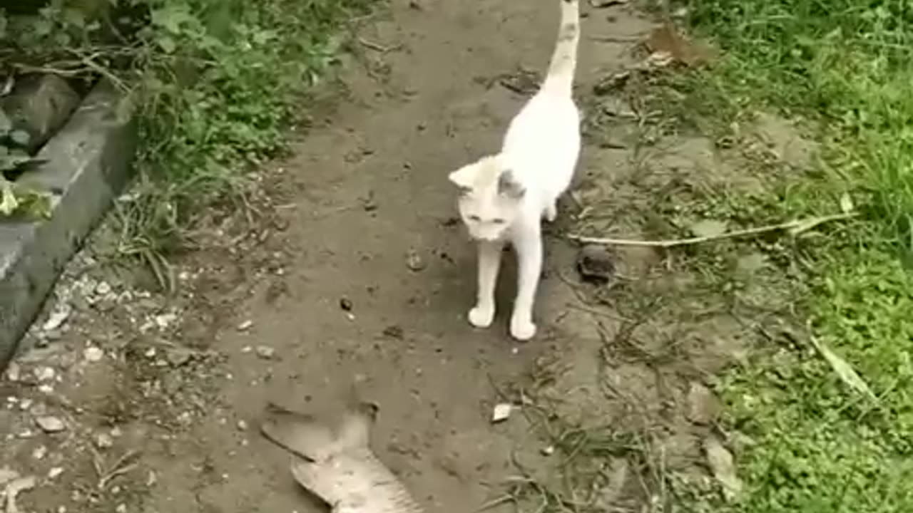 Fish and cat funy video