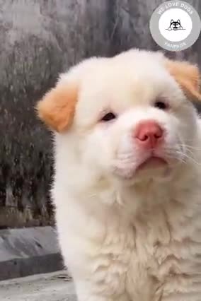 we love dog omg cute puppies