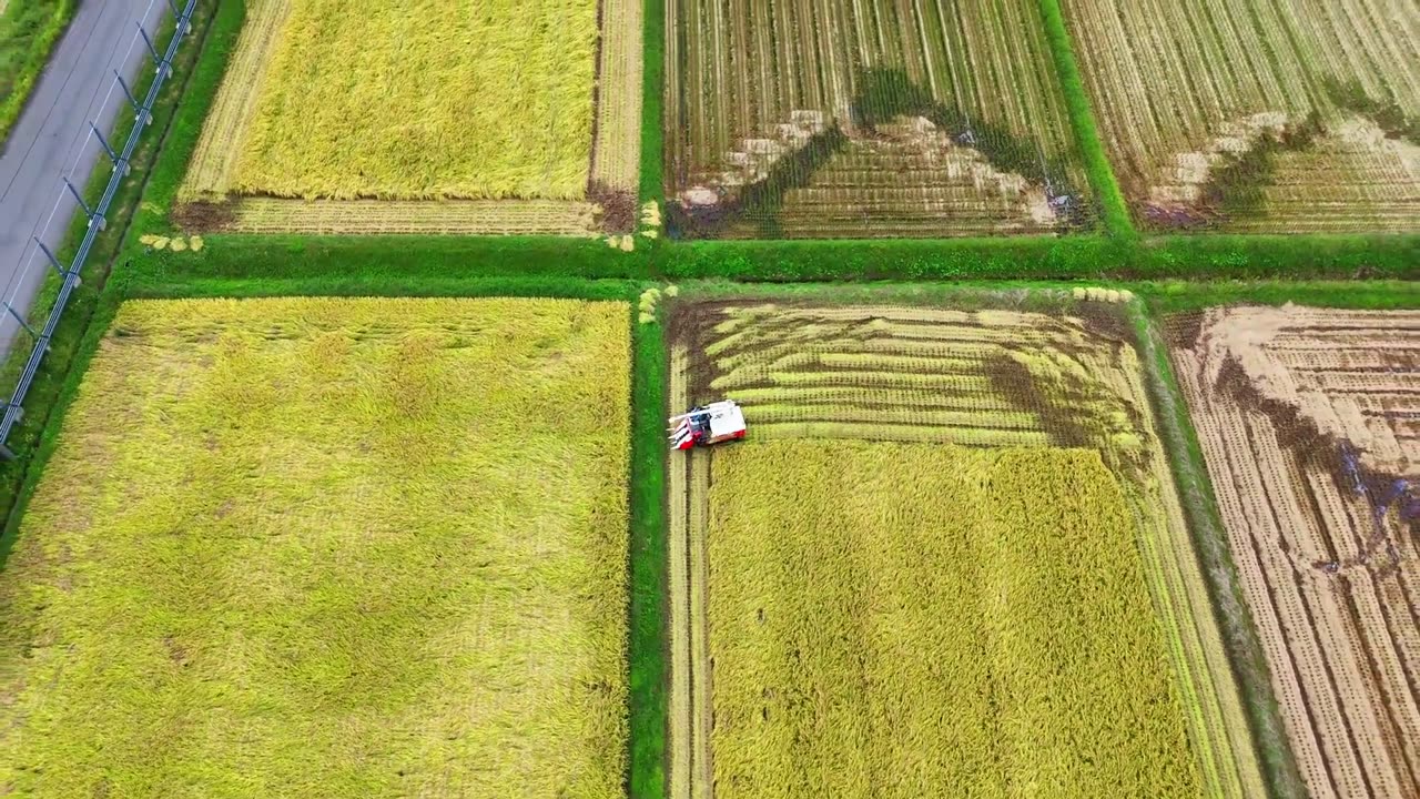 Rice Harvesting with Modern Machinery