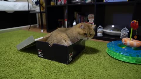 Hosico and Box