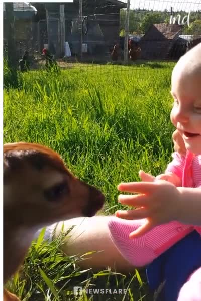 The deer is playing with the little girl