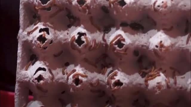 Eating Insects to StopClimate Change