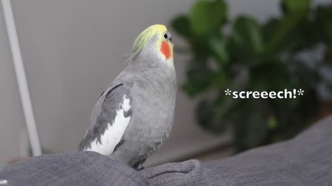 Cockatiel Singing (with subtitles!)