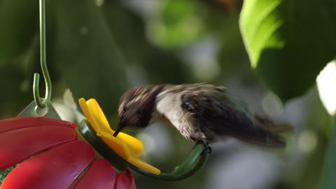 The hummingbird is the only bird