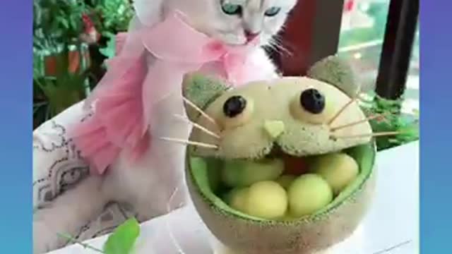 Very funny and cute cat and cute dog video!!! #shorts#143