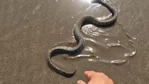 Incredible Rescue_ Watch as i Save a poisonous Sea Snake Life 🐍 #shorts