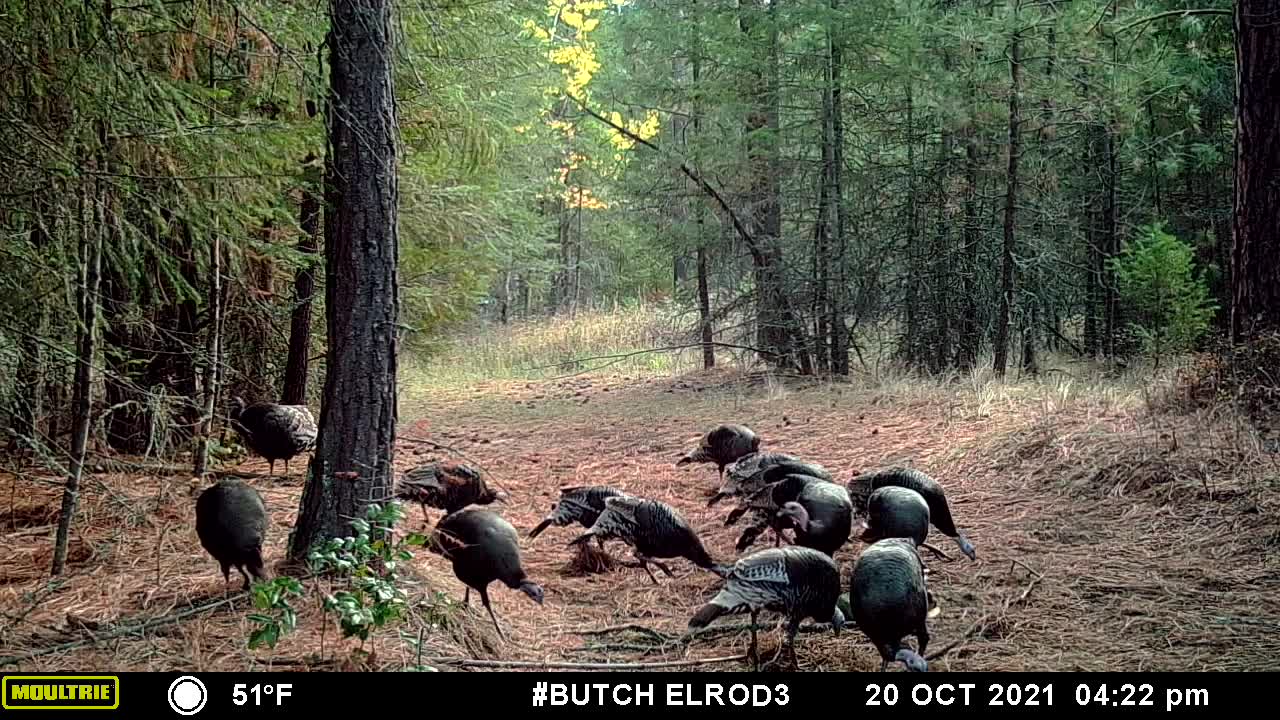 Wild Turkeys 1