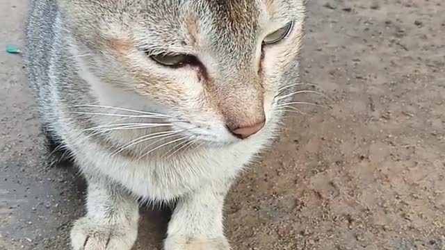 Cat funny video