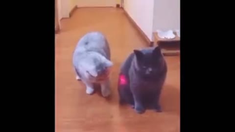 Funny cat 🐈😺 video 📸