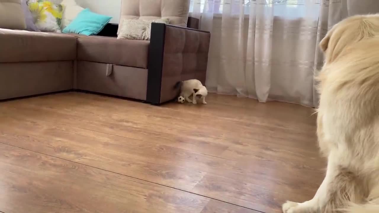 Baby Kitten Playing with Golden Retriever Ball