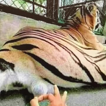Man VS Tiger