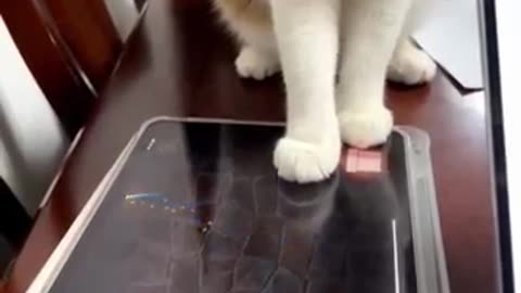 Funny animal short video