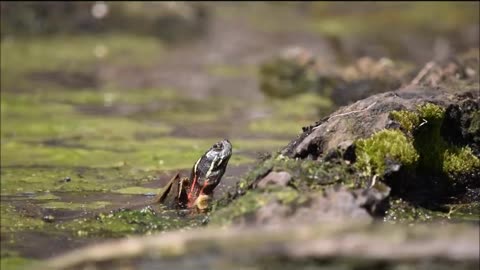 Turtle Wink.