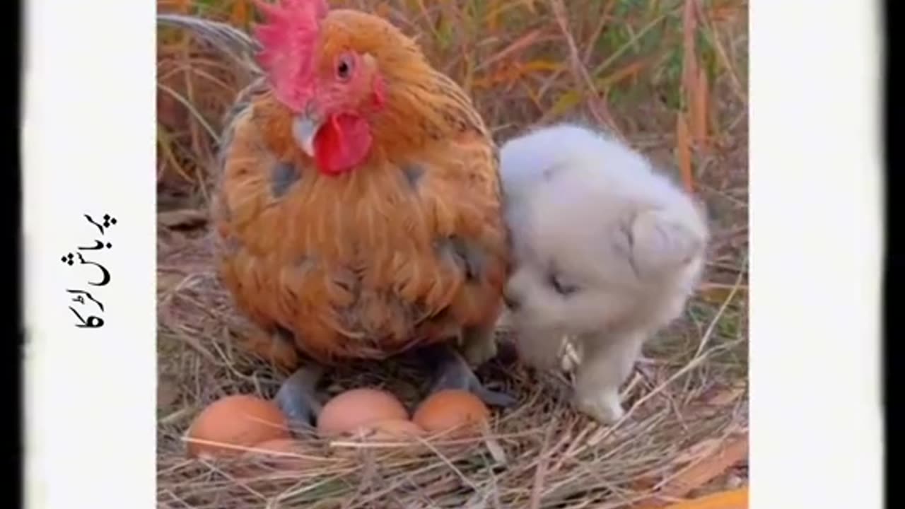 Very emotional video#