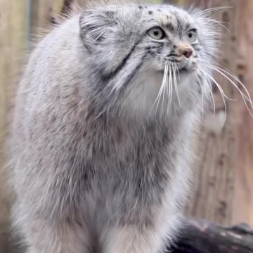 Hello Rumble where is the likes, it says? 😂🤣