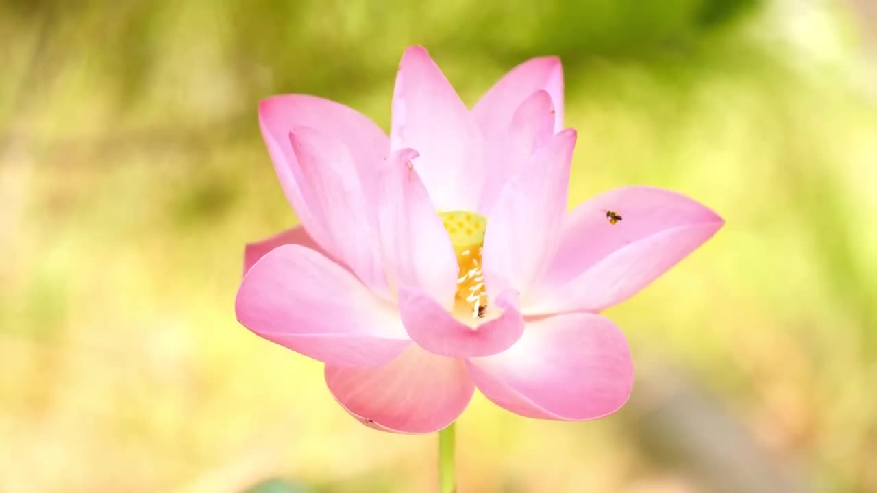 beautiful flowers are blooming