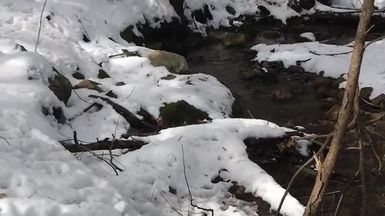 Our frozen beaver dam.