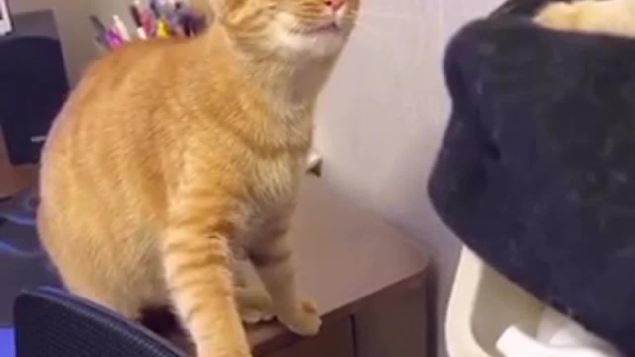 Cat angry moment