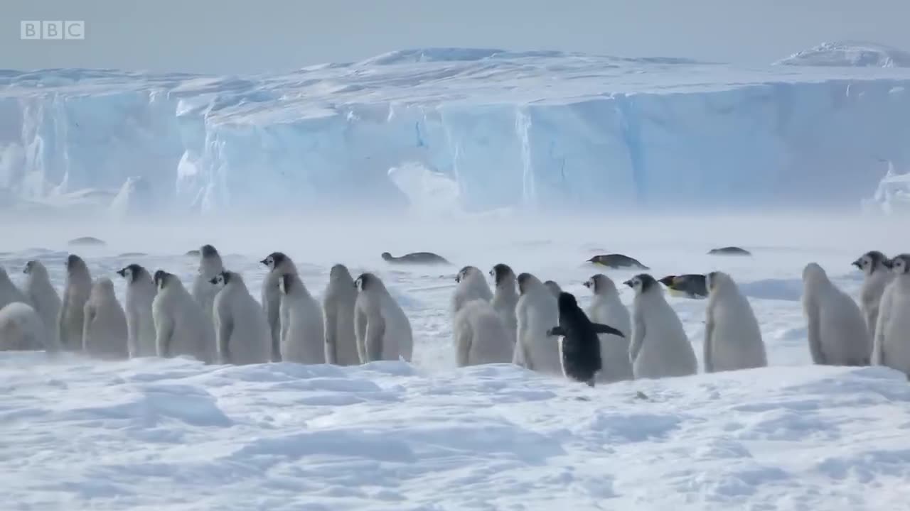 Penguin chicks rescued