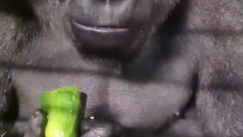 Gorillas can get all their water from the food they eat! #gorilla #asmr #mukbang #eating