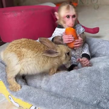 Monkey and Rabbit
