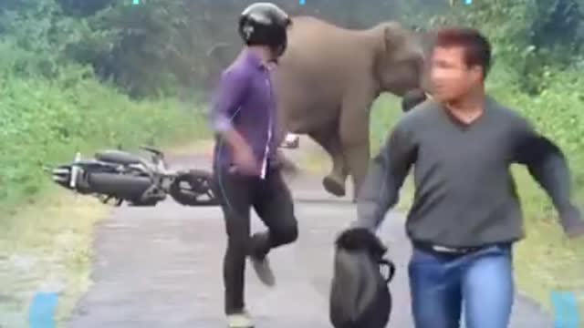 Man Vs Wild Animals Viral Funny Videos || #viral #funny #shorts