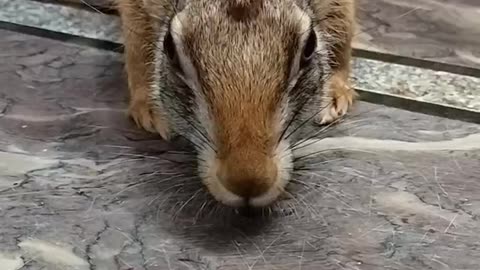 Cute Rabbit