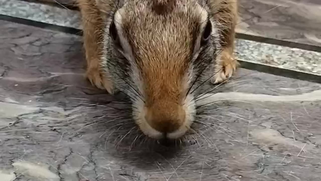 Cute Rabbit