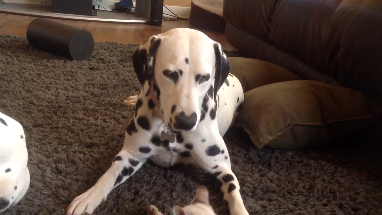 Kitten antagonizes extremely patient Dalmatian couple