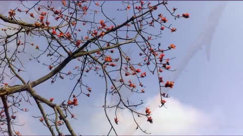 Hải Ngoại Thương Ca