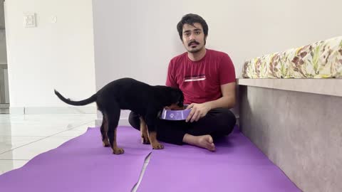 Latest Dog training videos