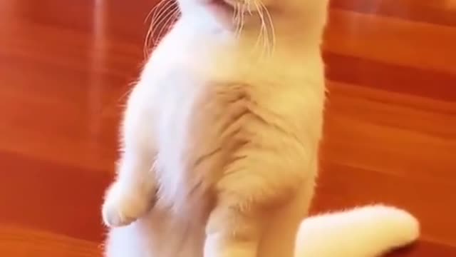 funny cat