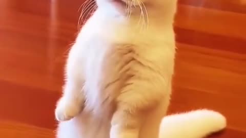 funny cat