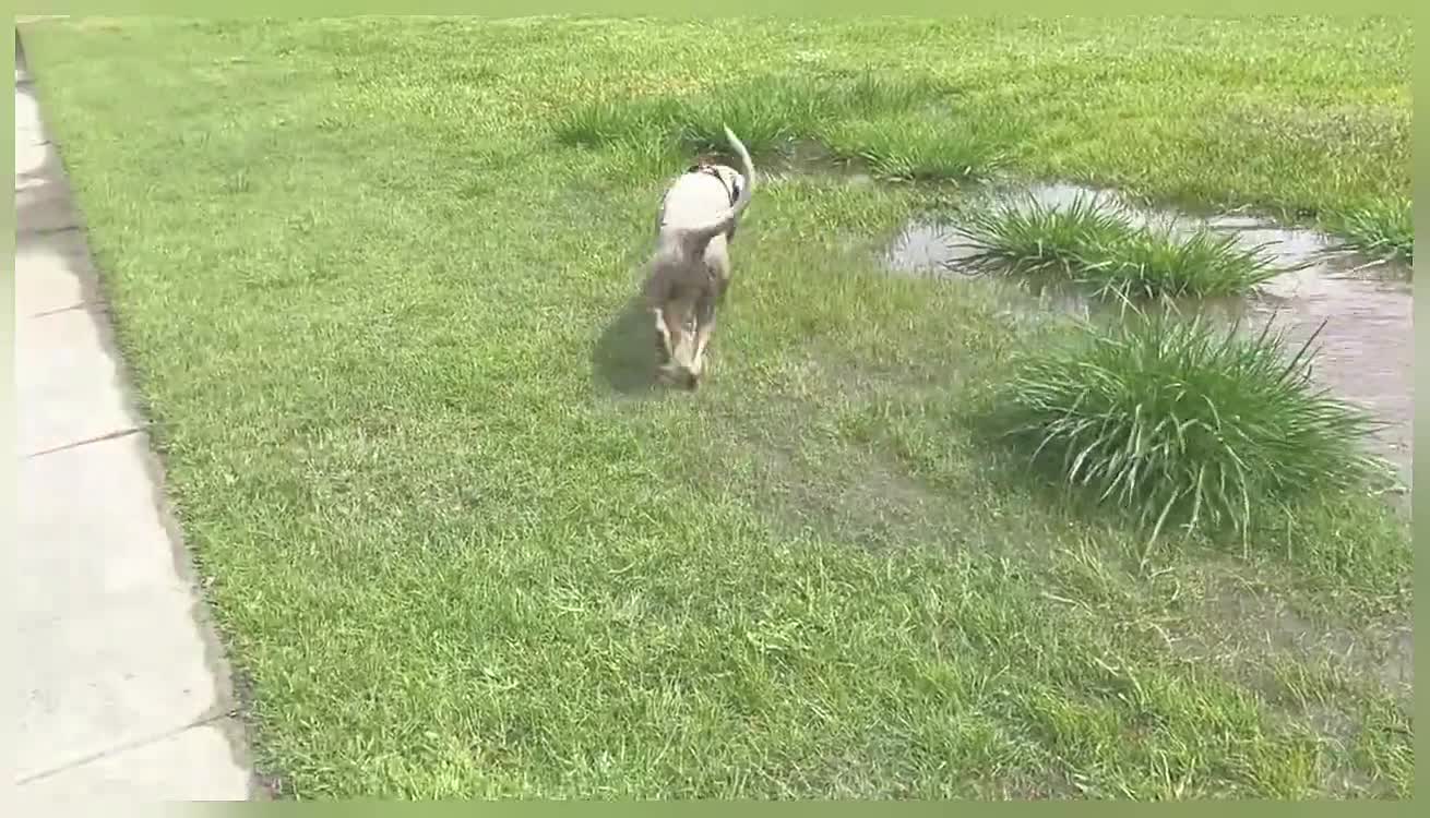 Bella the Boxer Happily Plays in Puddle