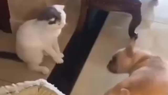 Watch a fight between a dog and a cat that pumps you very much