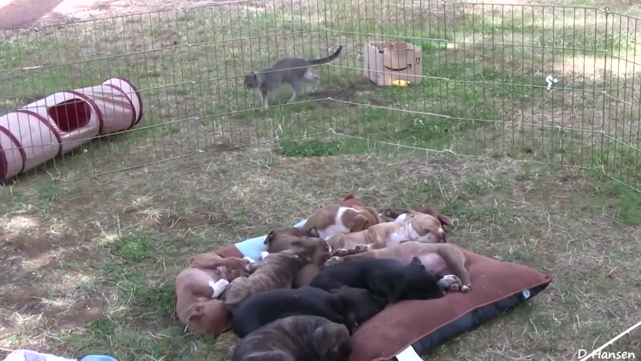 10 Pit Bull Puppies and 1 Brave Kitten and 1 Happy Pug!