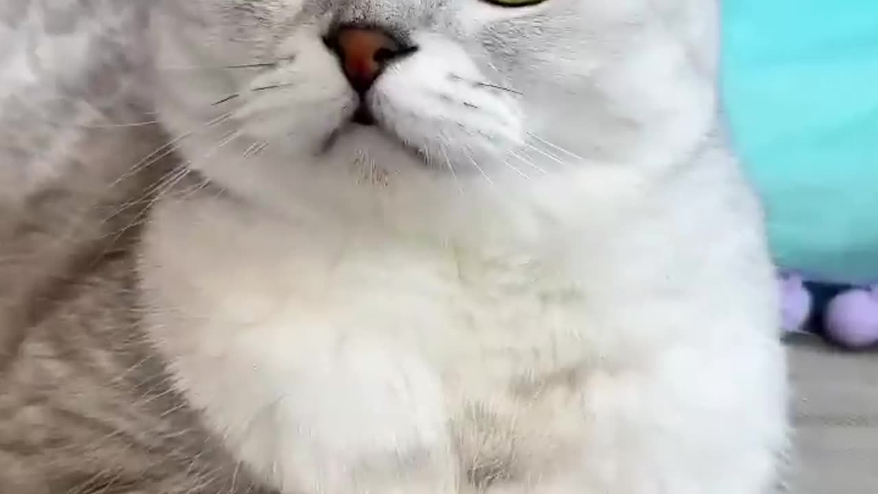 How_to_trick_a_cat😂_