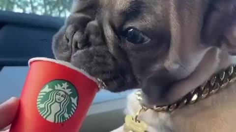 Loves his Starbucks. Do u?